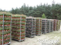 DREWEK pepinieră de arbori și arbuști ornamentali Polonia
