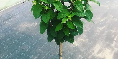Hortensii cățărătoare